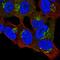 Proline Rich 36 antibody, PA5-64060, Invitrogen Antibodies, Immunofluorescence image 