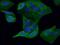 R-Spondin 3 antibody, 66314-1-Ig, Proteintech Group, Immunofluorescence image 