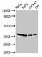 Lactate Dehydrogenase A antibody, CSB-PA00045A0Rb, Cusabio, Western Blot image 