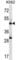 Adenylosuccinate synthetase isozyme 2 antibody, abx027204, Abbexa, Western Blot image 