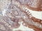 PYCARD antibody, TA336851, Origene, Immunohistochemistry frozen image 