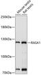 RAS P21 Protein Activator 1 antibody, 16-559, ProSci, Western Blot image 