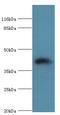 SH3 and cysteine-rich domain-containing protein 3 antibody, A61166-100, Epigentek, Western Blot image 