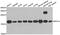 Ribosomal Protein S14 antibody, A6727, ABclonal Technology, Western Blot image 