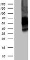 V-Set Immunoregulatory Receptor antibody, TA812257, Origene, Western Blot image 