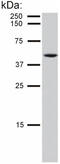 Keratin, type II cytoskeletal 8 antibody, BM562S, Origene, Western Blot image 