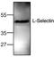 CD62L / L-Selectin antibody, TA318935, Origene, Western Blot image 