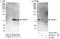 Centromere Protein I antibody, A303-374A, Bethyl Labs, Western Blot image 