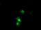 Serine Dehydratase antibody, MA5-25797, Invitrogen Antibodies, Immunocytochemistry image 