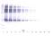 Serpin A12 antibody, 38-183, ProSci, Western Blot image 