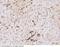 Major Histocompatibility Complex, Class II, DR Alpha antibody, 100586-T08, Sino Biological, Immunohistochemistry paraffin image 