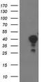 Translocase Of Outer Mitochondrial Membrane 34 antibody, CF503090, Origene, Western Blot image 