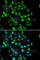 STAM Binding Protein antibody, A7065, ABclonal Technology, Immunofluorescence image 