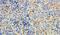 Myotubularin-related protein 9 antibody, PA5-17971, Invitrogen Antibodies, Immunohistochemistry frozen image 