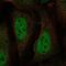 BRCA1 Associated ATM Activator 1 antibody, NBP2-57563, Novus Biologicals, Immunofluorescence image 