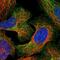 Agrin antibody, NBP1-90209, Novus Biologicals, Immunofluorescence image 