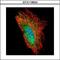Decapping MRNA 1A antibody, GTX116604, GeneTex, Immunofluorescence image 