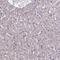C-type mannose receptor 2 antibody, HPA041991, Atlas Antibodies, Immunohistochemistry paraffin image 