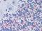 MB1 antibody, AP22975PU-N, Origene, Immunohistochemistry frozen image 