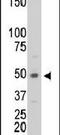 Creatine kinase M-type antibody, PA5-13830, Invitrogen Antibodies, Western Blot image 