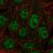 Poly(RC) Binding Protein 1 antibody, HPA068497, Atlas Antibodies, Immunofluorescence image 