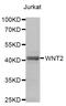 IRP antibody, MBS2526595, MyBioSource, Western Blot image 