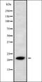 Interferon Alpha Inducible Protein 6 antibody, orb336300, Biorbyt, Western Blot image 