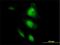 Heat shock-related 70 kDa protein 2 antibody, H00003306-M02, Novus Biologicals, Immunofluorescence image 