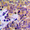 Keratin 8 antibody, LS-B16077, Lifespan Biosciences, Immunohistochemistry frozen image 