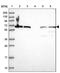 Vacuolar fusion protein MON1 homolog B antibody, PA5-61205, Invitrogen Antibodies, Western Blot image 
