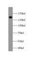 TATA Element Modulatory Factor 1 antibody, FNab08796, FineTest, Western Blot image 
