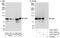 Cold Shock Domain Containing E1 antibody, A303-160A, Bethyl Labs, Immunoprecipitation image 