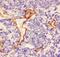 Laminin antibody, PA5-79579, Invitrogen Antibodies, Immunohistochemistry paraffin image 