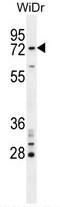 BRCA1 Associated RING Domain 1 antibody, AP50339PU-N, Origene, Western Blot image 