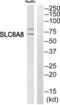 Solute Carrier Family 6 Member 8 antibody, abx014891, Abbexa, Western Blot image 
