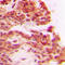 Carboxypeptidase A1 antibody, LS-B15543, Lifespan Biosciences, Immunohistochemistry frozen image 