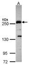 PLXND1 antibody, LS-C185653, Lifespan Biosciences, Western Blot image 