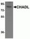 Chondroadherin Like antibody, NBP2-81906, Novus Biologicals, Western Blot image 