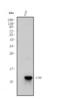 SCA2 antibody, A09496-2, Boster Biological Technology, Western Blot image 