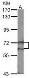 FA Complementation Group G antibody, PA5-27117, Invitrogen Antibodies, Western Blot image 