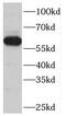 TBC1 domain family member 24 antibody, FNab08514, FineTest, Western Blot image 