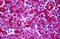Presenilin Associated Rhomboid Like antibody, MBS243761, MyBioSource, Immunohistochemistry paraffin image 