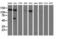 L1 Cell Adhesion Molecule antibody, LS-C115425, Lifespan Biosciences, Western Blot image 