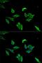 Lymphocyte Cytosolic Protein 1 antibody, LS-C334142, Lifespan Biosciences, Immunofluorescence image 