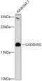 Growth arrest and DNA damage-inducible protein GADD45 gamma antibody, 13-555, ProSci, Western Blot image 