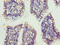 X-Ray Radiation Resistance Associated 1 antibody, CSB-PA747397LA01HU, Cusabio, Immunohistochemistry frozen image 
