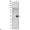 Oligodendrocyte Transcription Factor 2 antibody, LS-C812725, Lifespan Biosciences, Western Blot image 