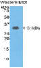 Glutathione S-Transferase Omega 1 antibody, LS-C294270, Lifespan Biosciences, Western Blot image 