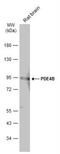 cAMP-specific 3 ,5 -cyclic phosphodiesterase 4B antibody, NBP2-19745, Novus Biologicals, Western Blot image 