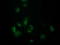 Retrotransposon Gag Like 8B antibody, TA502197, Origene, Immunofluorescence image 